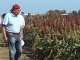 Desde la Bolsa avisan que el sorgo deja de ser una alternativa para los agricultores entrerrianos