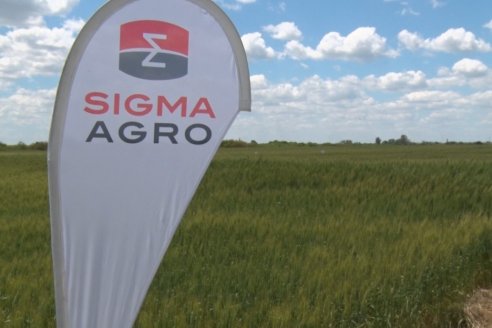 SIGMA AGRO festeja sus 10 años con el lanzamiento de su Terbutilazina, mostrando su efectividad en ensayos a campo