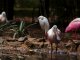 Con la migración de las aves regresa el temor por la gripe aviar