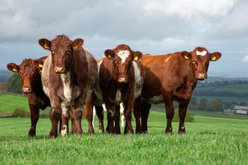 Shorthorn hoy, a 199 años de la llegada de Tarquino el primer toro importado desde Gran Bretaña