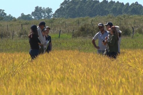 Ensayos experimentales de productividad y eficiencia en el cultivo de arroz de Stoller en INTA C.del Uruguay