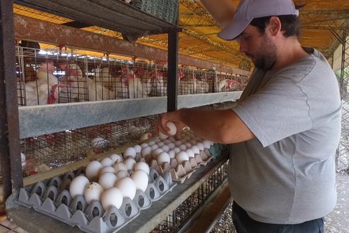 Día de la Avicultura: la provincia consolida su liderazgo en materia de producción de pollos y huevos