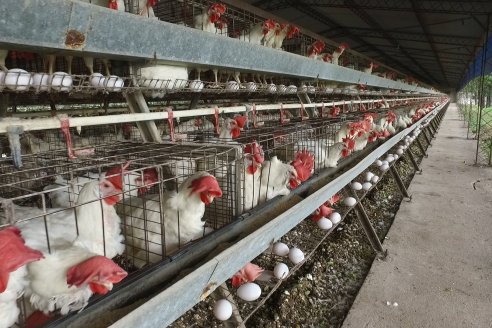 Uruguay volvió a importar pollos y huevos argentinos