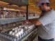Día de la Avicultura: la provincia consolida su liderazgo en materia de producción de pollos y huevos