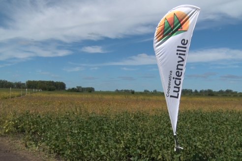 3ra. Jornada Demostrativa en Soja del Semillero de Cooperativa Lucienville - Basavilbaso