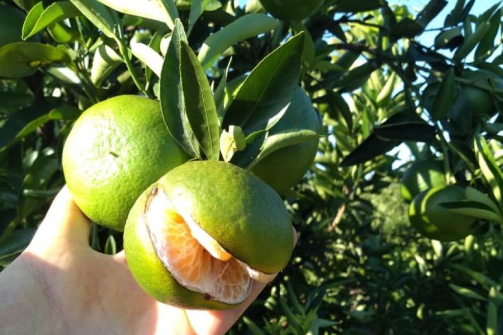 Al flagelo que acecha a la fruta también se lo conoce como Splitting.