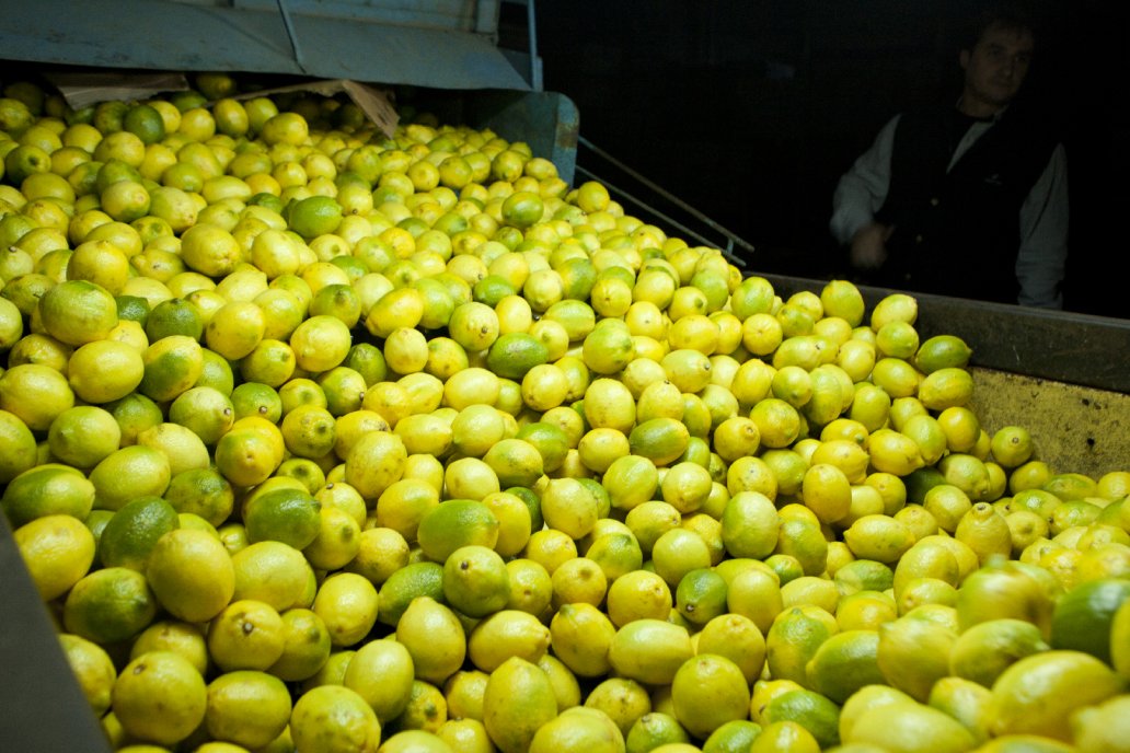 Un embarque de limones a Países Bajos integró el primer embarque.