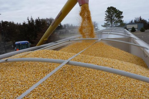 Frenaron venta ilegal de 300 toneladas de maíz al Uruguay
