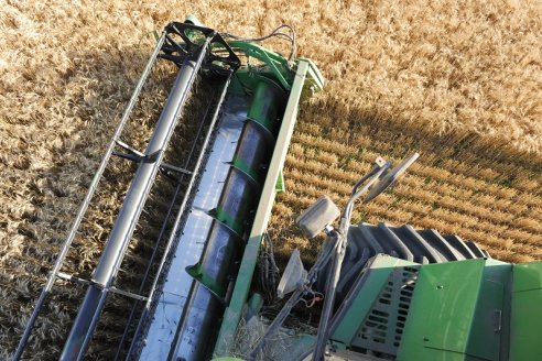 La proyección del rinde para el trigo modelo 2022 no hace más que bajar
