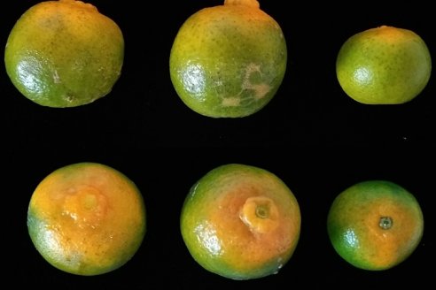 En invierno es cuando más se ve el impacto de HLB en la citricultura