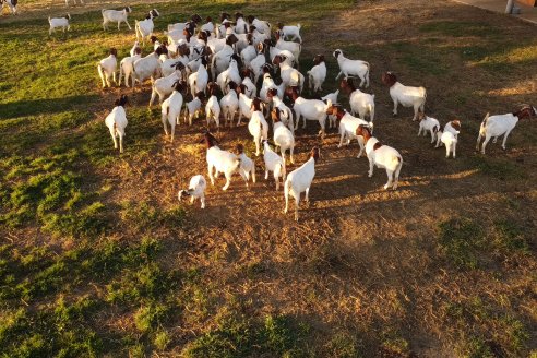 Argentina amplió mercados carniceros en Serbia y Líbano