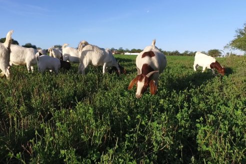 Hay créditos para jóvenes criadores de ovejas y cabras por hasta tres millones de pesos y a tasa cero