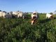 Hay créditos para jóvenes criadores de ovejas y cabras por hasta tres millones de pesos y a tasa cero