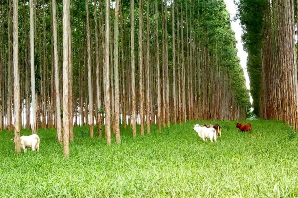 la plantación de árboles y la recuperación de bosques son las más avaladas
