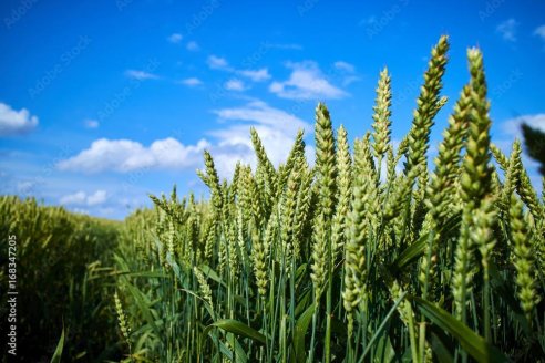 Estrés: un refuerzo para mejorar el bienestar del cultivo