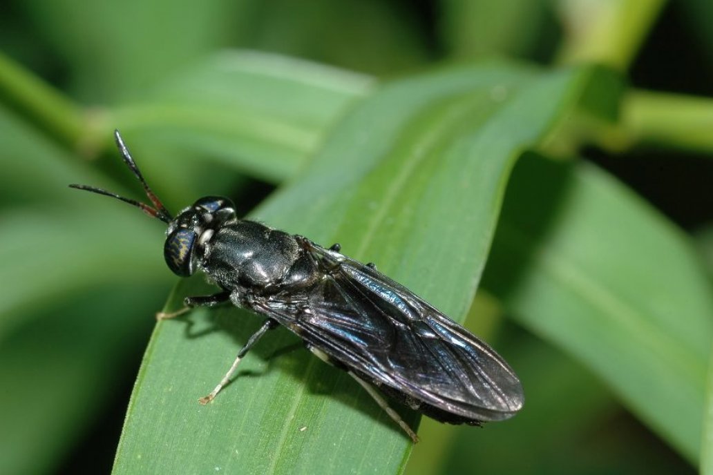 El alimento se genera a partir de las larvas de la mosca Soldado Negra