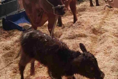 Centenaria es el nombre de la ternera nacida en Expo Angus
