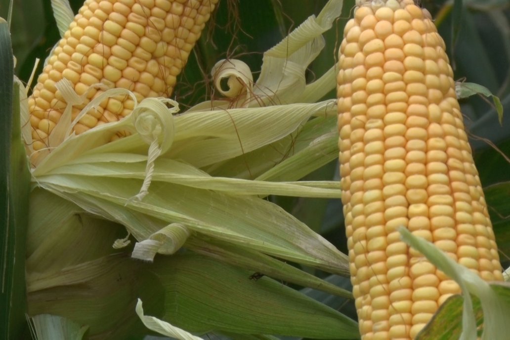 El informe de la Bolsa confirma que el maíz es el cultivo más caro.