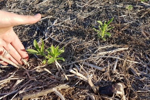 Recomendaciones para un uso eficaz y seguro de los defensivos agrícolas