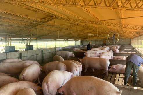 100 años de la Asociación Argentina de Productores de Porcinos