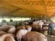 Mal arranque de año para criadores e industriales de cerdos