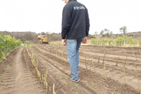 Destruyeron 10.000 plantas de naranjas para prevenir HLB