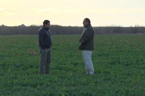 Colza y carinata ya están sembradas en campo entrerrianos
