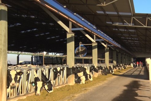 En Argentina crecería la producción láctea en 2022