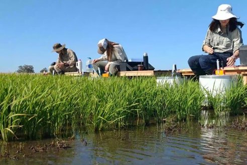 Entre Ríos y Corrientes se están quedando sin fuentes de agua por represas para regar arroz