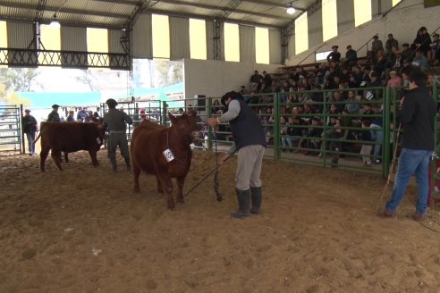 Expo Rural Villaguay 2022 - Concurso de Jurados Angus