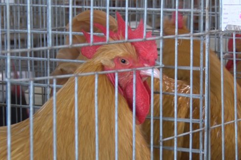 Atención rurales: rige en el país la prohibición a la exposición de aves
