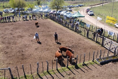 En Uruguay se armó una linda competencia de toros Hereford