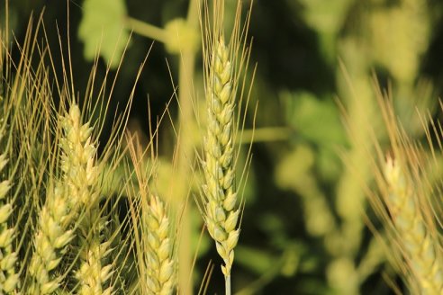 Avisan que el trigo modelo 2022 será muy poco para cumplir con las demandas internas y externas