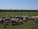 Criar ovinos es una oportunidad de hacer buenos negocios