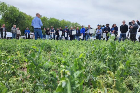 Hay un plan para vender las legumbres argentinas en el mundo