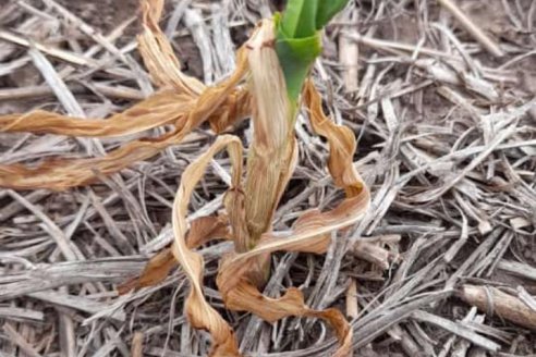 En la zona núcleo proyectan pérdidas por sequía con techos de hasta 867 dólares por hectárea