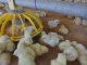 Ahora, la bioseguridad en la producción de alimentos es central