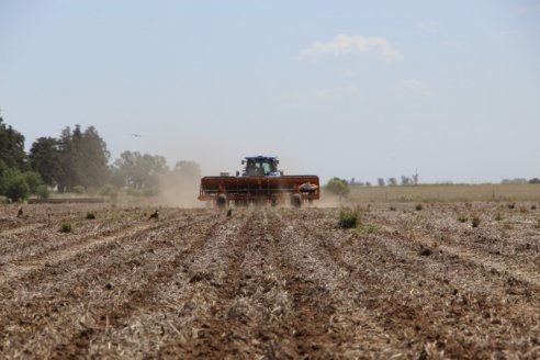 ...Y se sembraron nomás 600.000 hectáreas de trigo en Entre Ríos