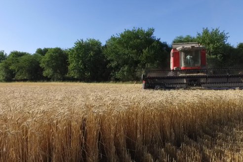 En Viale, Cerini cosecha trigo mínimo 30 quintales y lo hace a buen ritmo