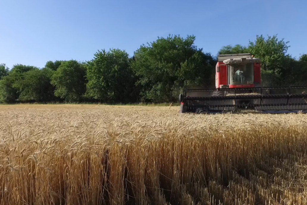 El trigo finalizó la semana con una mejora acumulada del 5,44%.
