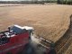 Agricultores produjeron más trigo que el previsto a la siembra