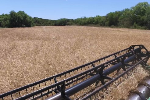 Hay colza y carinata en 20.000 hectáreas entrerrianas