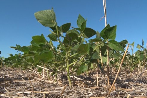 CREA abre el paraguas en plena seca y da cuenta del daño a la comunidad por la falta de agua