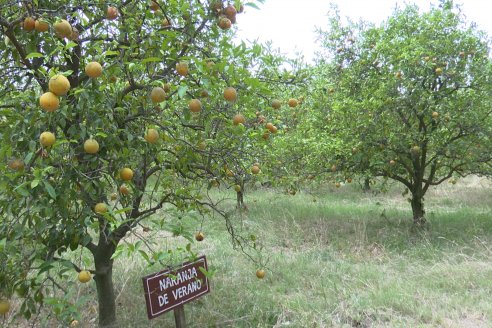 "Hay un retraso en el inicio de la cosecha de citrus y es el comienzo de una temporada difícil"