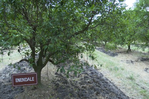 Visita a Establecimiento San Rafael - Una de las pocas quintas citricolas de Departamento Federal