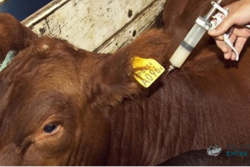 Aftosa: en dos meses vacunaron más de 2,7 millones de cabezas