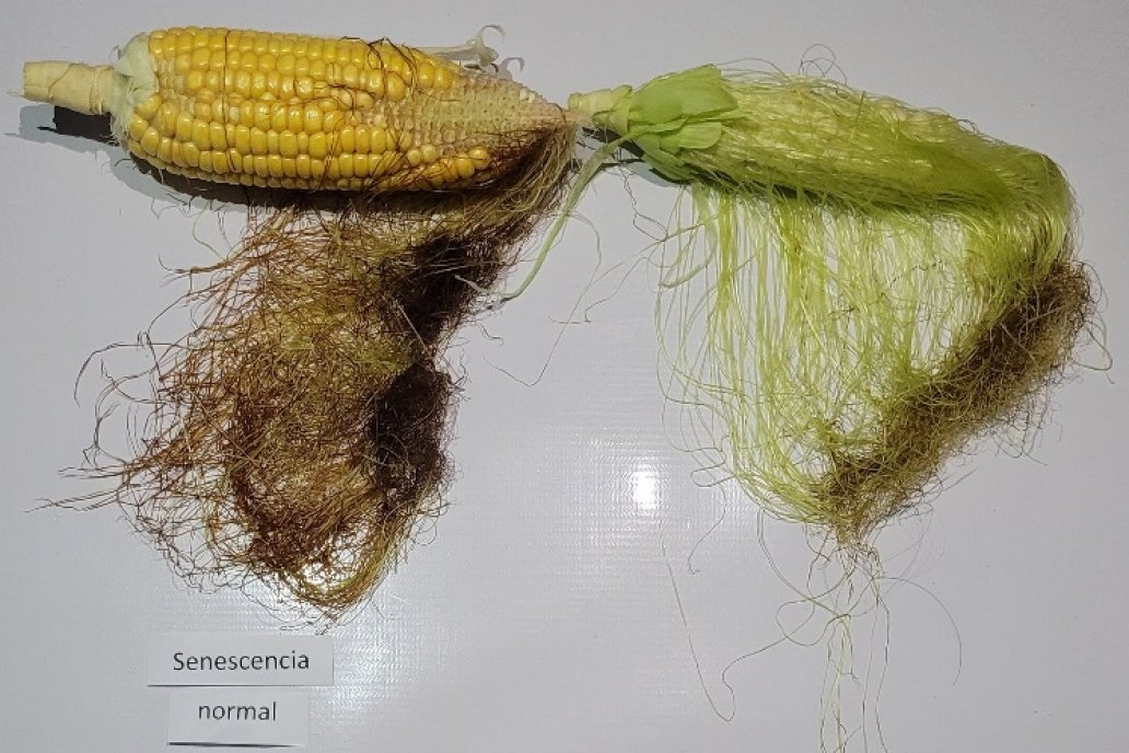 Los agricultores maiceros se cuentan entre los más perjudicados por el clima. Los agricultores maiceros se cuentan entre los más perjudicados por el clima.