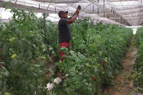 Ante la duda, abren el paraguas contra un virus hortícola