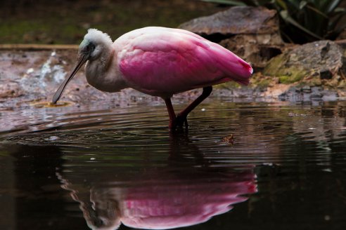 Senasa renovó el alerta preventivo por influenza aviar