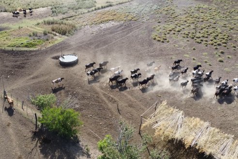 De los 3650 tamberos argentinos inscriptos para recibir el subsidio a la leche, 298 son entrerrianos
